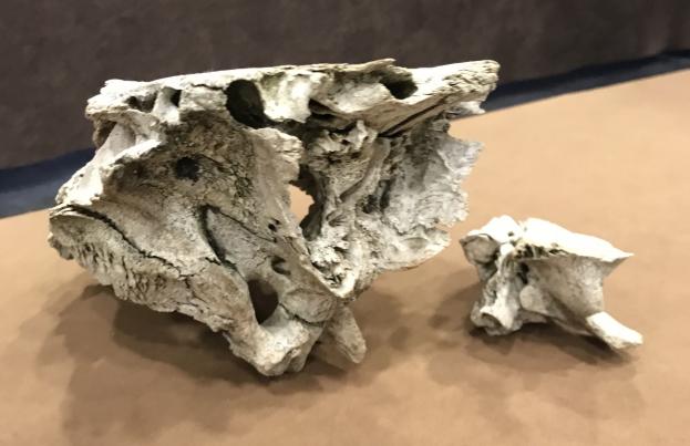 Alien skull Leon (Spain)