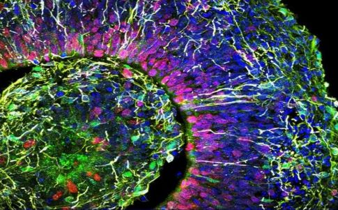 Es posible crear consciencia en el laboratorio