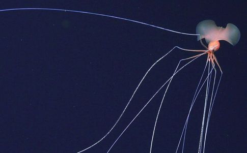 Filman a cinco calamares gigantes en aguas profundas de Australia