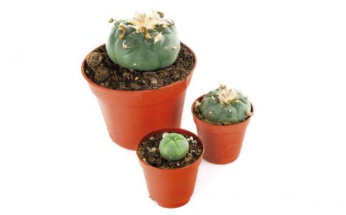 Científicos estudian los poderes de los chamanes