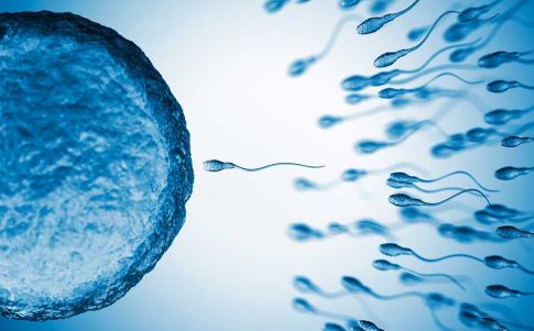 Los espermatozoides proporcionan claves para la reencarnación