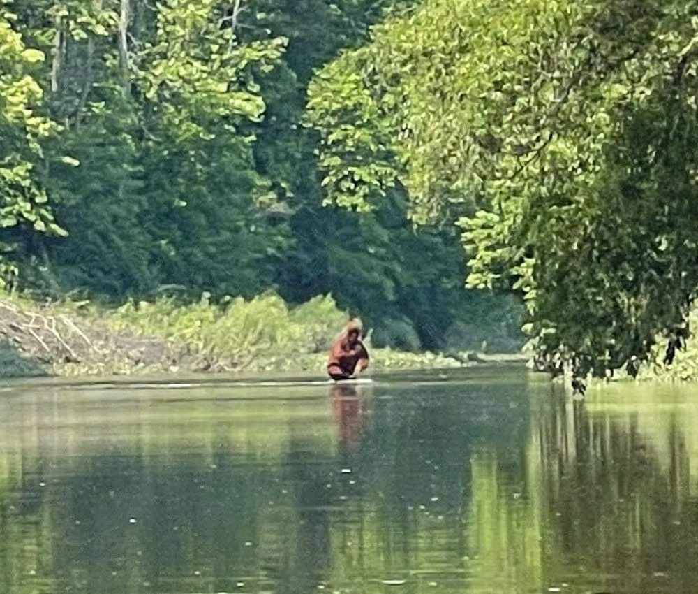 Aseguran haber grabado un bigfoot con su cría en brazos en Michigan (Youtube/ Rocky Mountain Sasquatch)