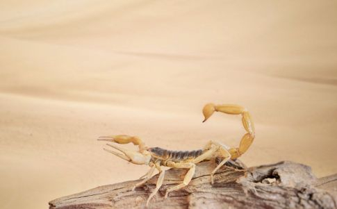 Una 'riada' de escorpiones causa cientos de heridos en Egipto