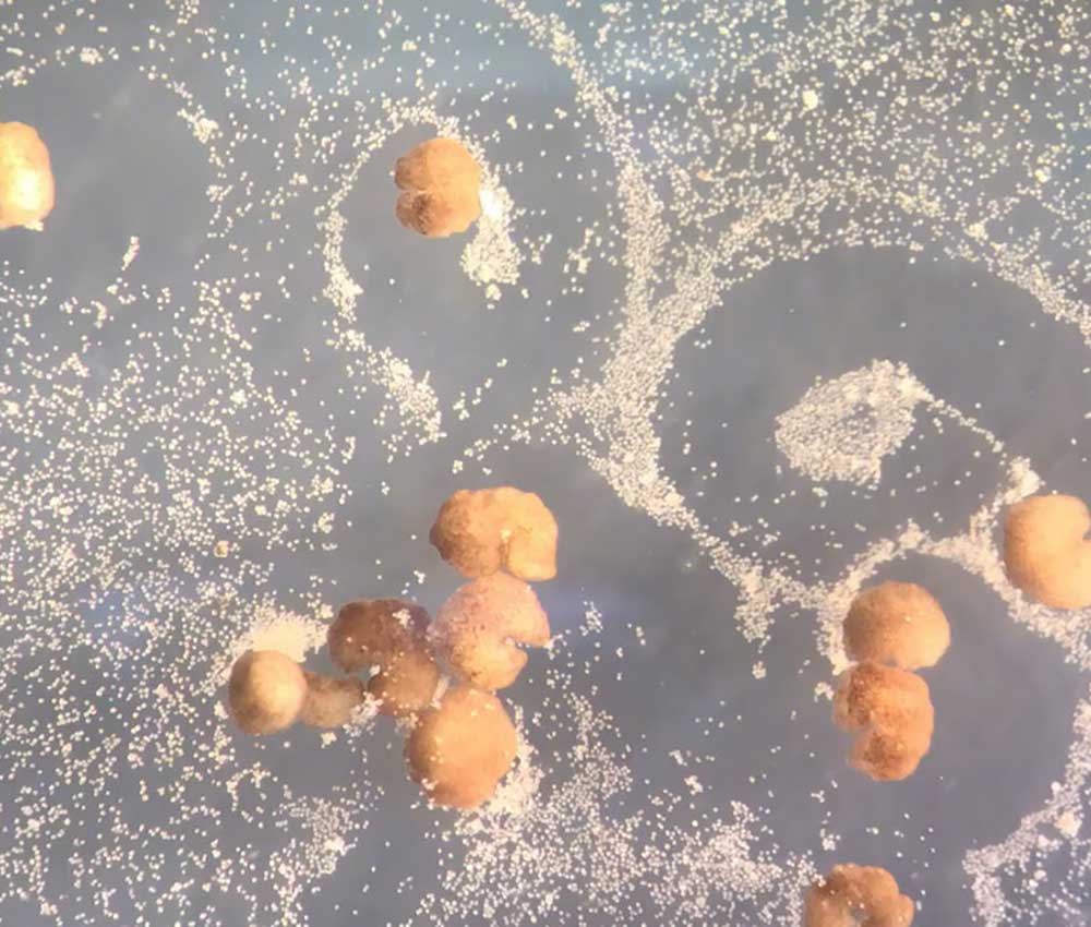 Estos xenobots pueden reproducirse (Créditos: Douglas Blackiston and Sam Kriegman)