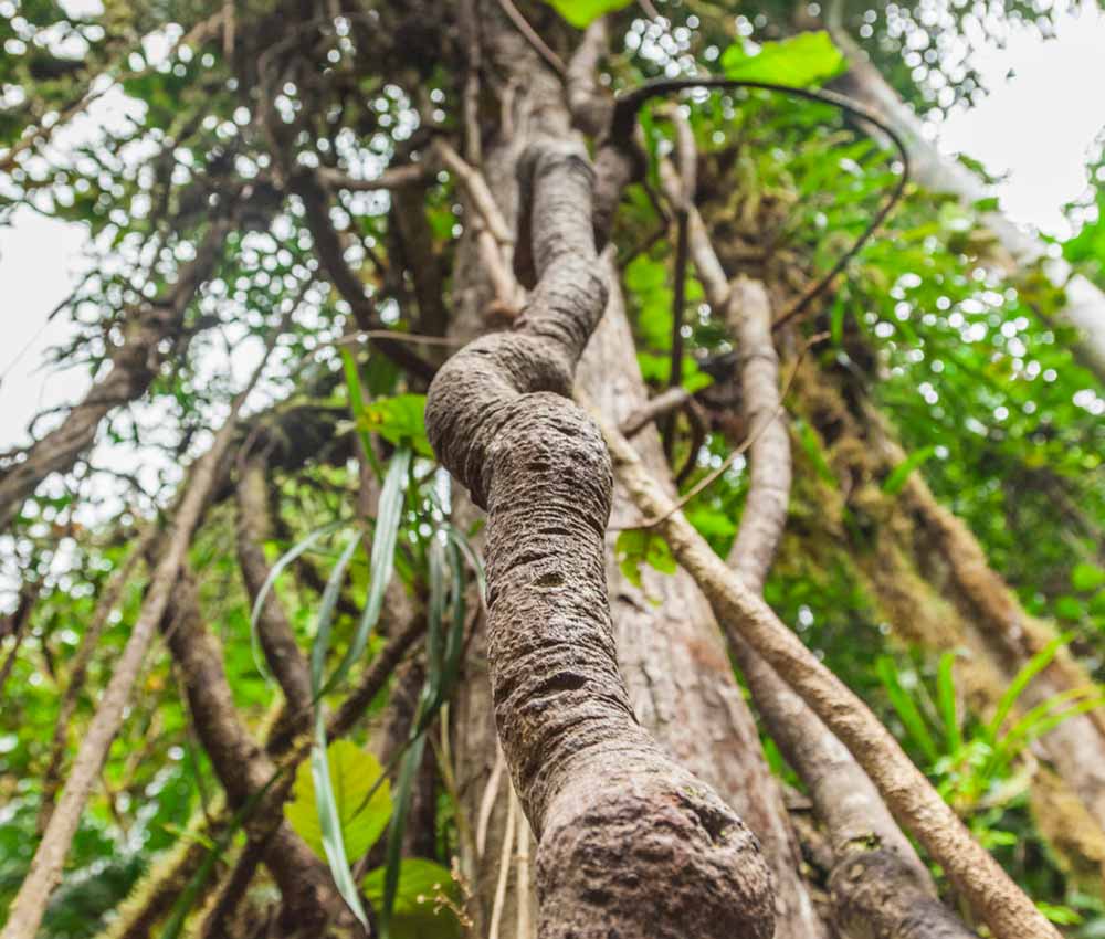 Ayahuasca para mejorar tu salud mental: puro placebo