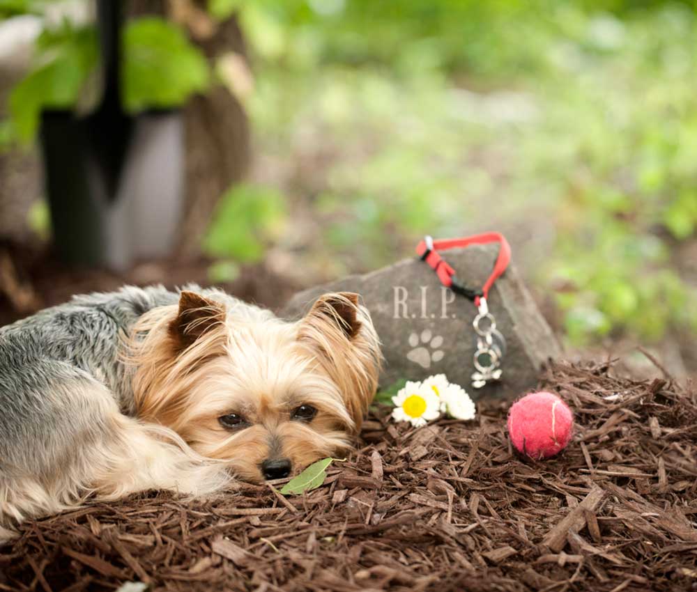 Animales que saben qué es la muerte Animales que saben qué es la muerte