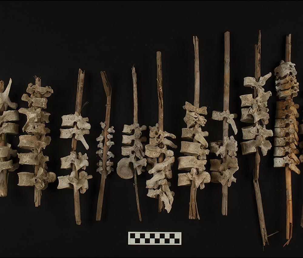 Vertebras humanas "ensartadas" (Crédito de la imagen: Copyright Antiquity Publications Ltd./Foto de C. O'Shea)