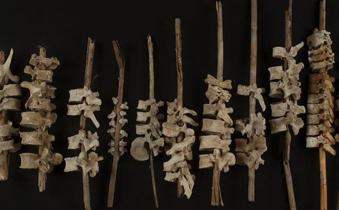 Vertebras humanas "ensartadas" (Crédito de la imagen: Copyright Antiquity Publications Ltd./Foto de C. O'Shea)