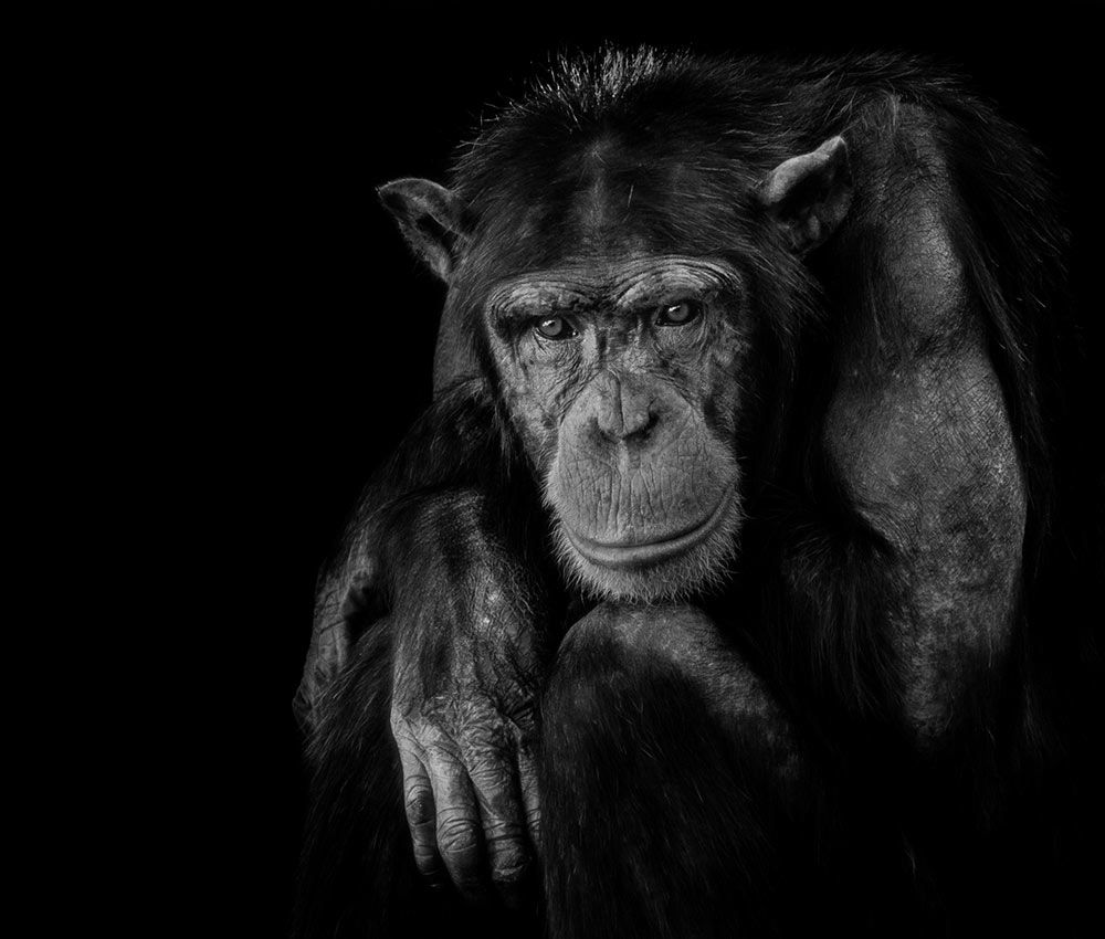 Animales que creen en el más allá Animales que creen en el más allá