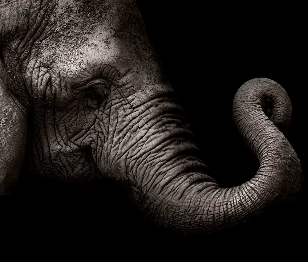 Así entienden la muerte los animales