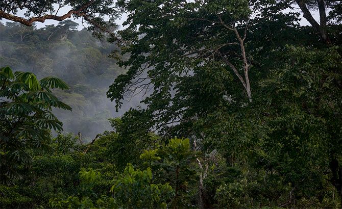 Selva Congo