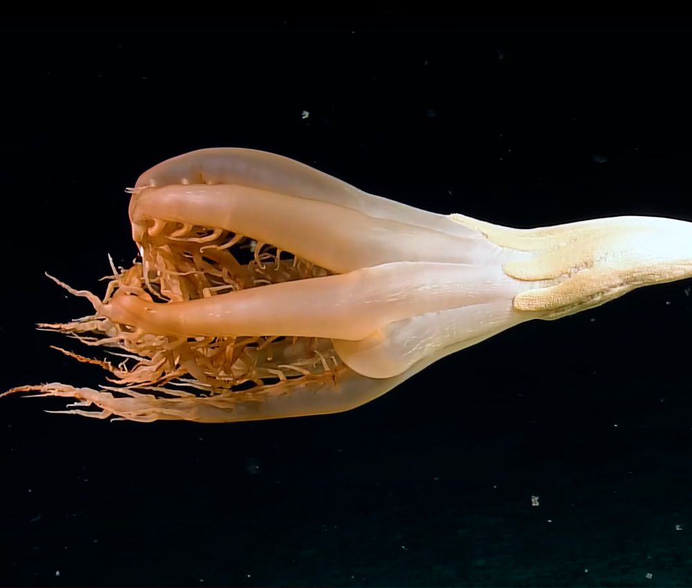 Extraña criatura en las profundidades del Pacífico 