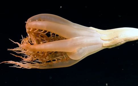 Extraña criatura en las profundidades del Pacífico 