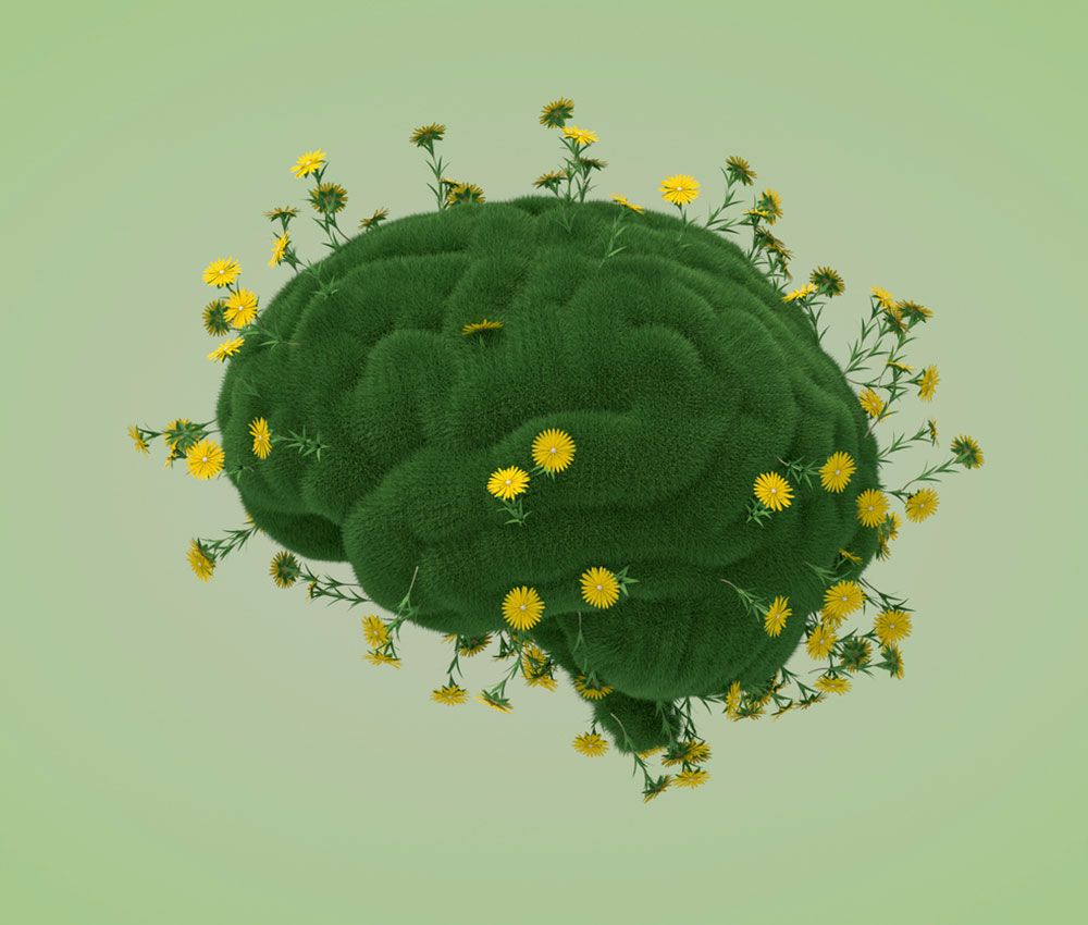 Podemos comunicarnos con las plantas Podemos comunicarnos con las plantas