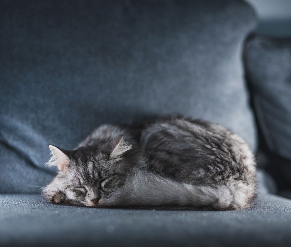 ¿Qué sueñan los animales?