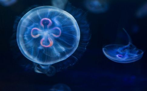 El secreto de la medusa inmortal