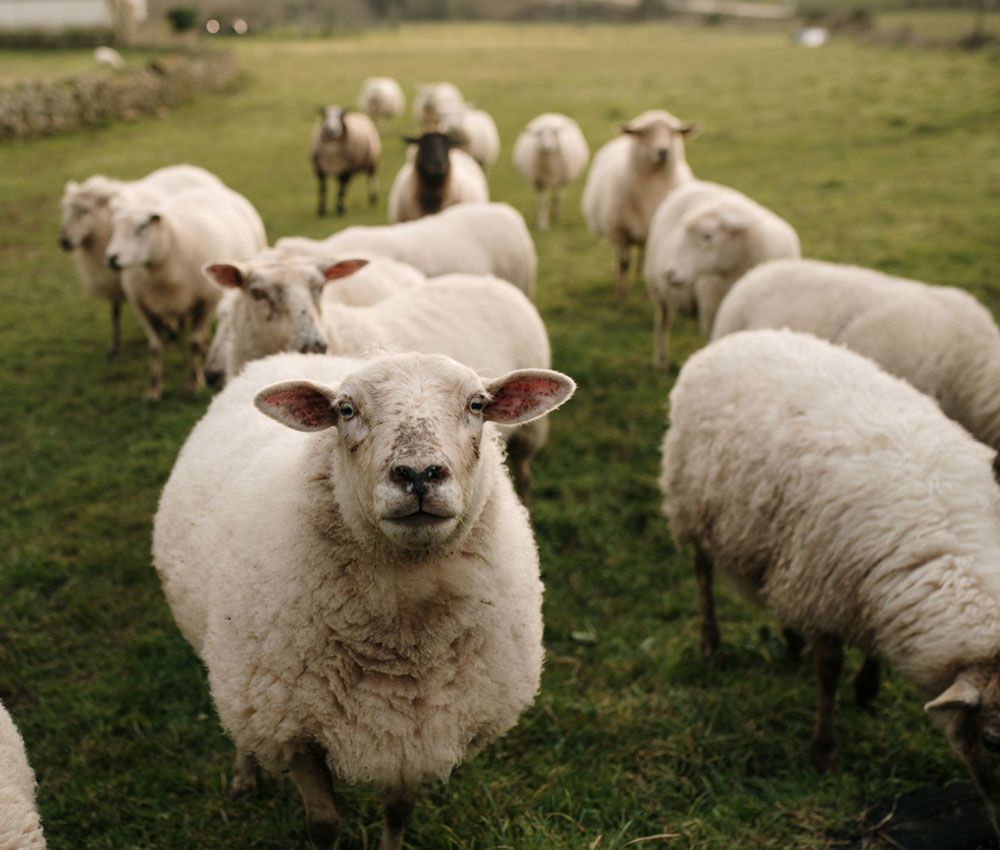 El misterio de los animales que andan en círculos