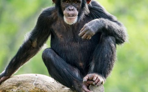 El 'teléfono' de los chimpancés