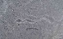 Uno de los geoglifos descubiertos en Nazca recientemente