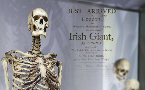 El esqueleto del gigante irlandés