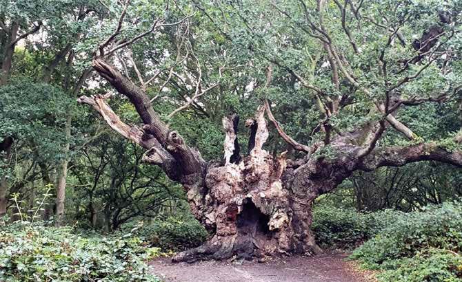 El Old Knobbley tree es conocido como el árbol de las brujas