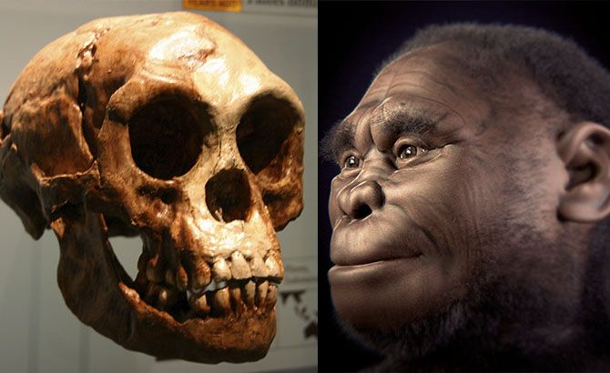 Cáneo Homo Floriensis y su reconstrucciónWikipedia