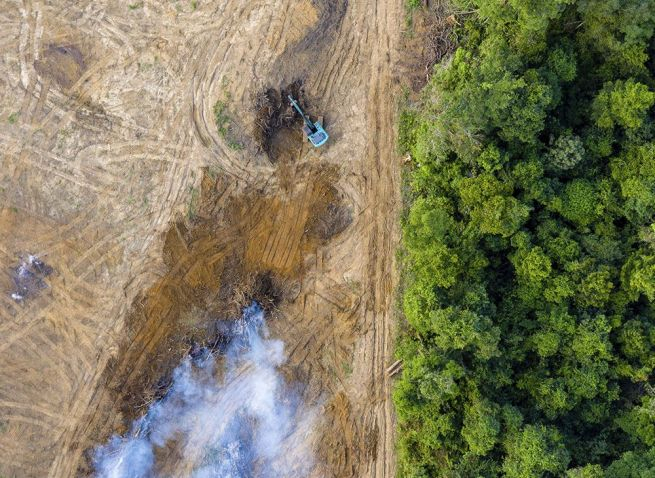 Estamos al borde de una gran extinción Estamos al borde de una gran extinción