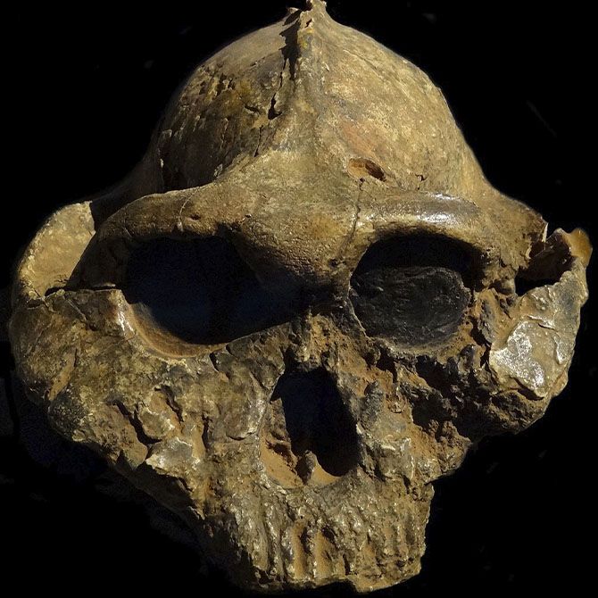 Un cráneo de Paranthropus
