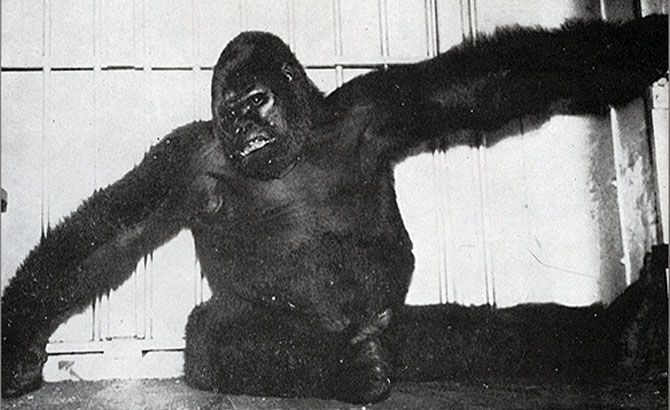 Gargantua “Buddy” el gorila (1929 1949)