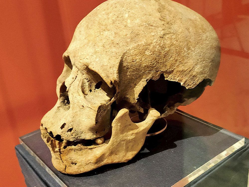 Uno de los cráneo descubiertos allí por Sir Temi Zammit