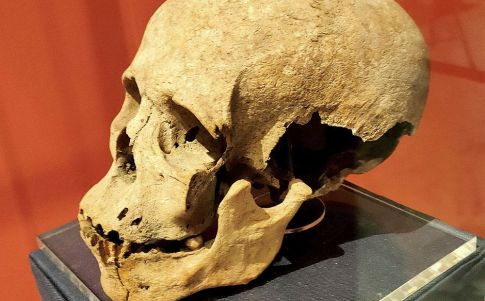 Uno de los cráneo descubiertos allí por Sir Temi Zammit