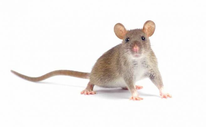 Un experimento con ratones encierra la clave para entender el TOC