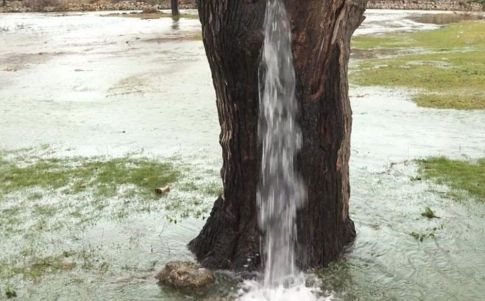 Hay un árbol en Montenegro del que brota una fuente de agua