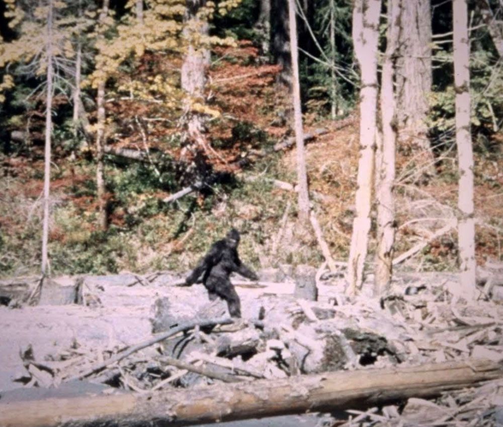 La IA analiza la más famosa filmación de Bigfoot