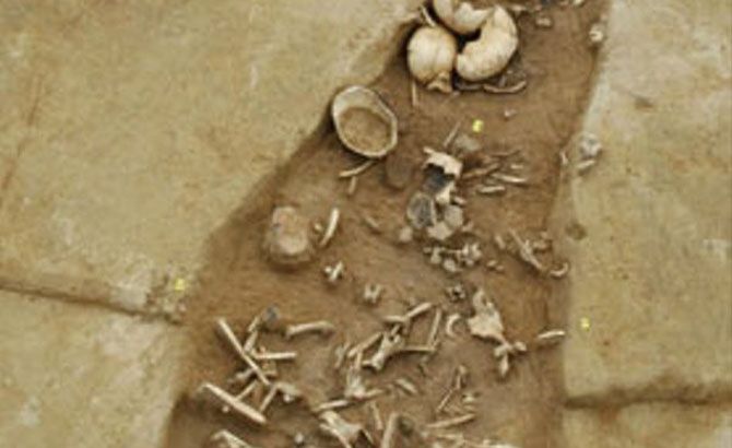 canibalismo Neolitico canibalismo Neolitico