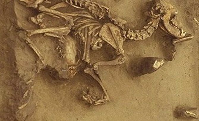 Perros enterrados junto a humanos en Siberia hace 8000 años Perros enterrados junto a humanos en Siberia hace 8000 años