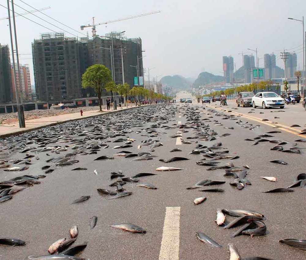 Una espectacular lluvia de peces