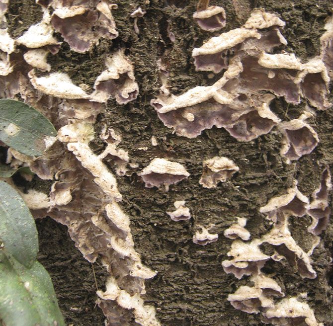 Chondrosterum purpureum es un hongo apodado asesino de árboles