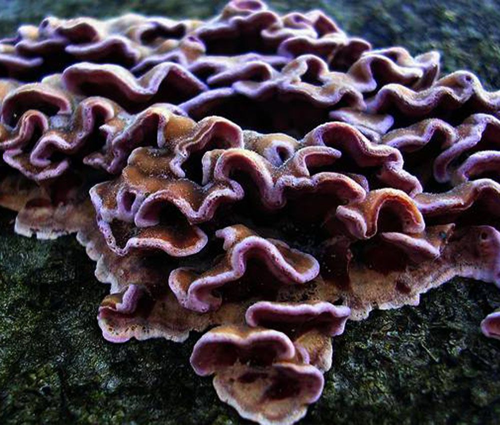 Chondrosterum purpureum