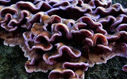 Chondrosterum purpureum