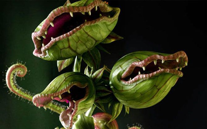 Ilustración planta carnívora