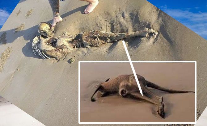 Canguro o sirena Canguro o sirena