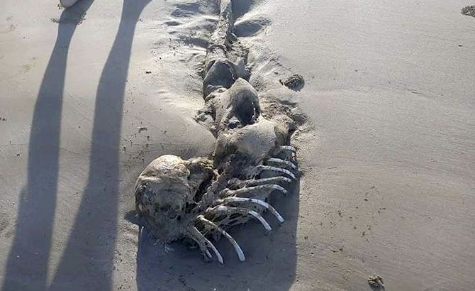 La extraña criatura hallada en una playa australiana