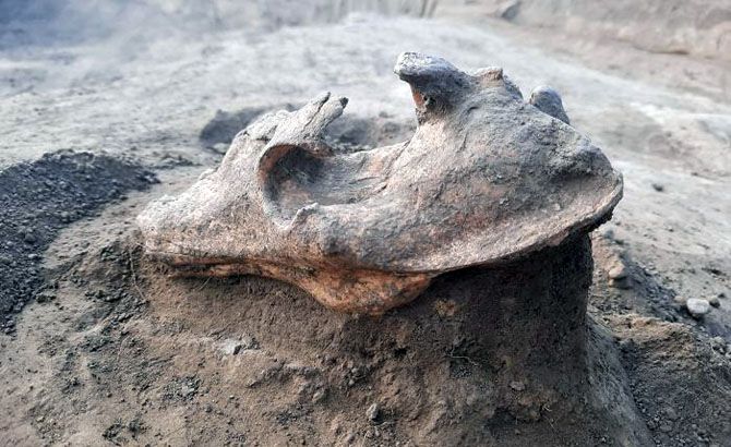 Un cráneo de lobo hallado en Cheia, en el sudeste de Rumanía