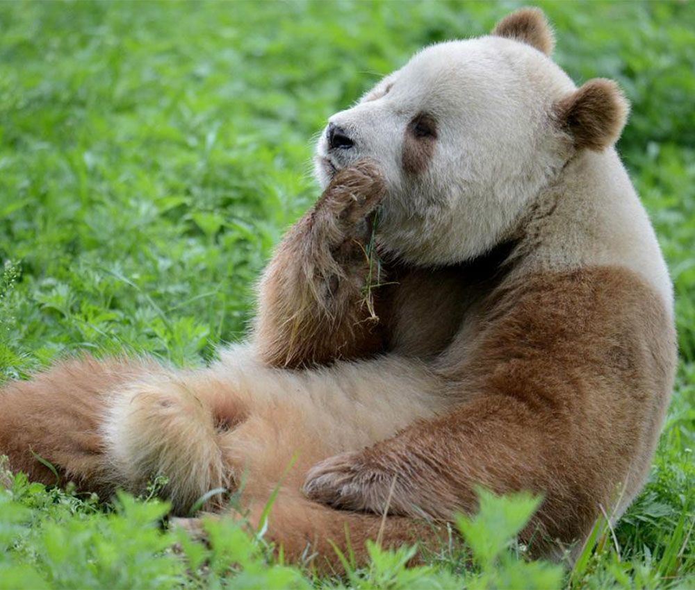 Qué hace un panda en una tumba de 2200 años de antigüedad