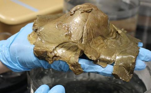 El extraño espécimen capturado por científicos del NOAA