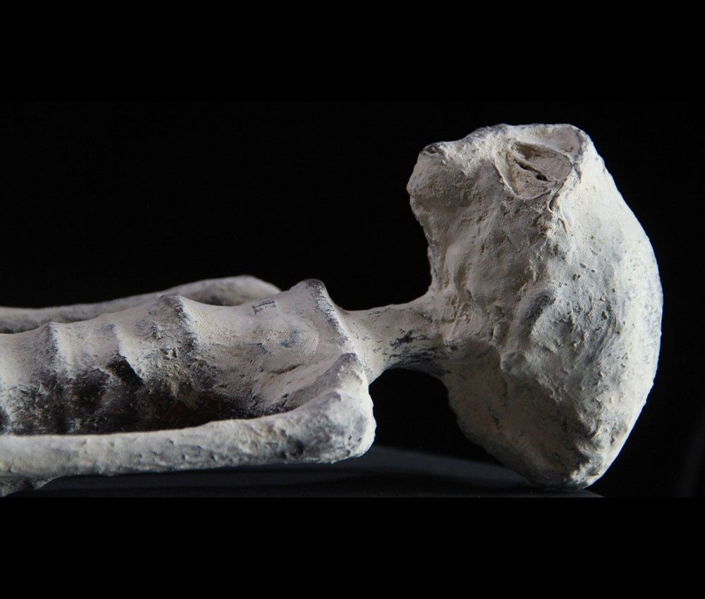 Primer plano de uno de los especímenes