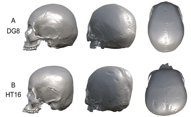 Algunos de los cráneos analizados