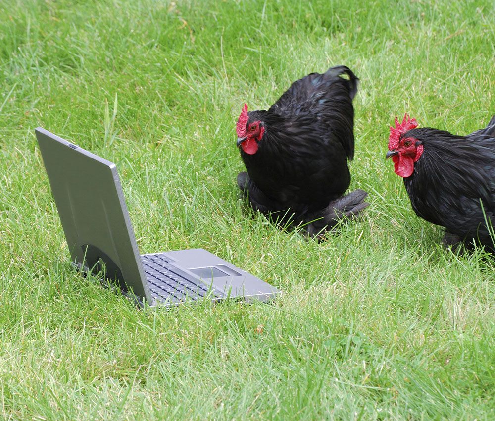 La extraña IA que permite hablar con las gallinas