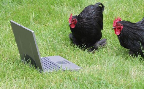 La extraña IA que permite hablar con las gallinas